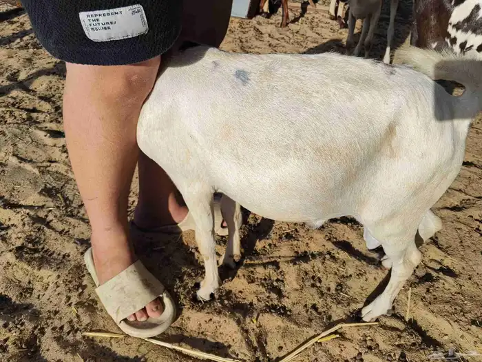 ماشاء الله تبارك الله تيوس يمنيه شحم ولحم 1