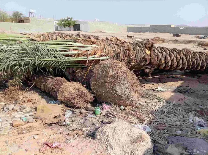 نخل للبيع 1
