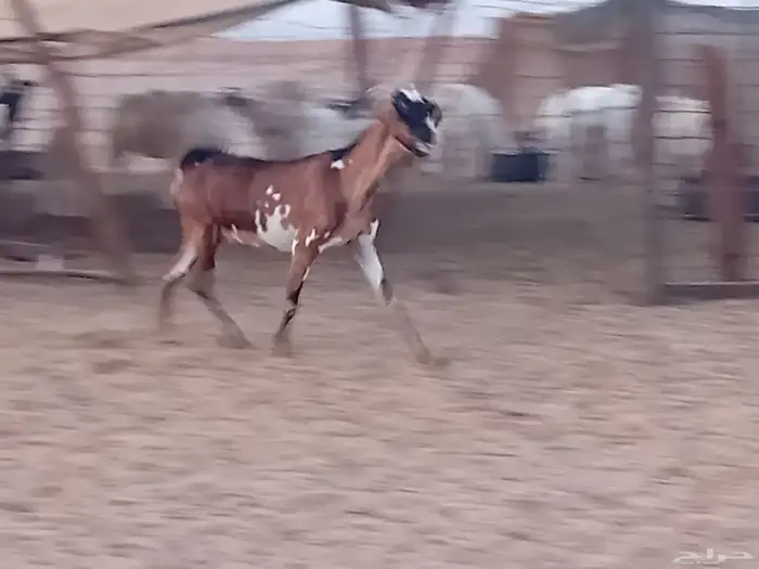عنز محايليه دفيع صحتها سليمه ومشروطه 5