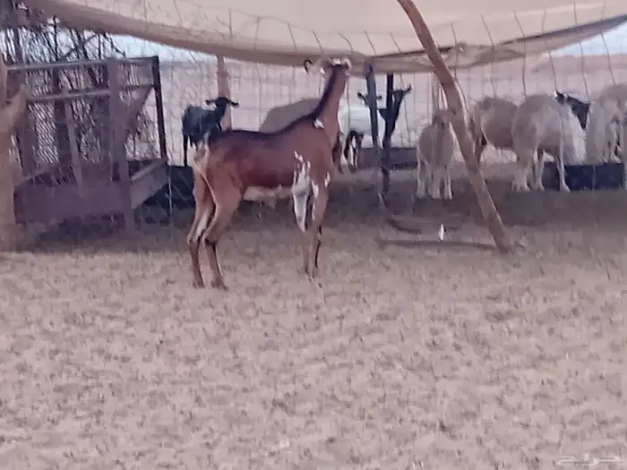 عنز محايليه دفيع صحتها سليمه ومشروطه 4