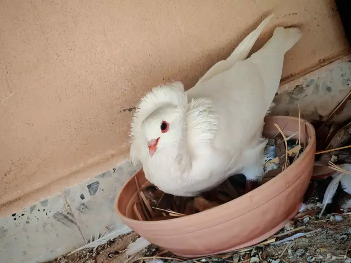 زوج حمام تحتهم فرخين 0