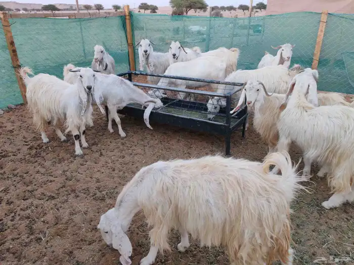 معزا مصريات بيضاء صافية ( تم البيع ) 5