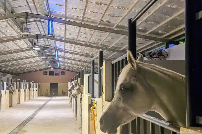 مربط الصبا ايواء خدمات العناية بالخيل الغولاء 13