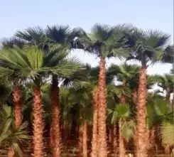 نخل واشنطن 4