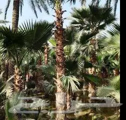 واشنطني زينه توريد وزراعه 10
