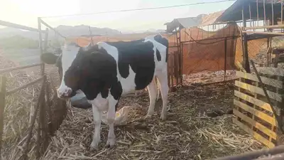 بقرة هولندية index