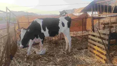 بقرة هولندية index