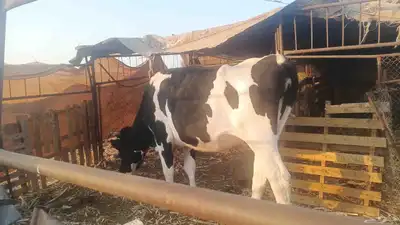 بقرة هولندية index