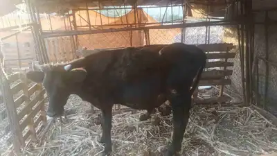 بقرة هولندية index