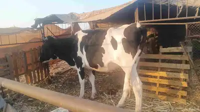 بقرة هولندية index