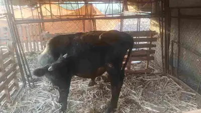 بقرة هولندية index