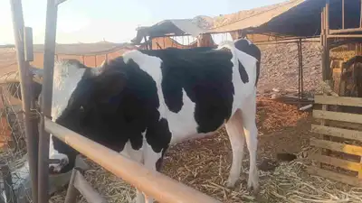 بقرة هولندية index