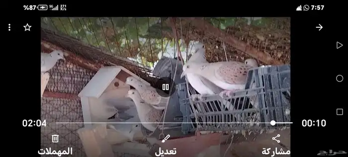 قميري للبيع معهم افرختهم 1