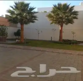 نخل واشنطني وشنطن واشنطوانيا زينه للبيع 1