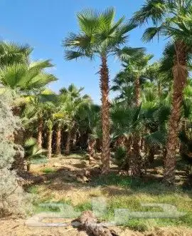 نخل واشنطني وشنطن واشنطوانيا زينه للبيع 6