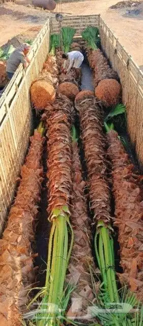 نخل للبيع نقايل فروخ فسايل نخيل صقعي مجدول سري منيفي حلوه غر 2