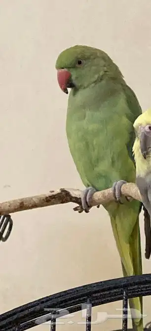 للبيع دره انثى 0
