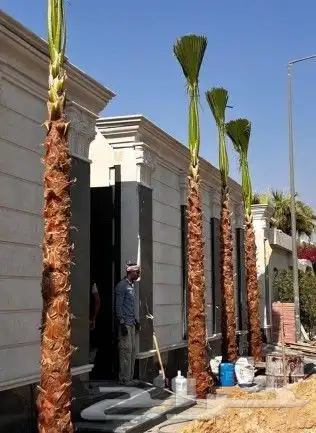 نخل واشنطني ملكي 9