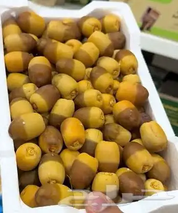 أجود وأفضل رطب روثانا المدينة متوفر الان بالقصيم 0