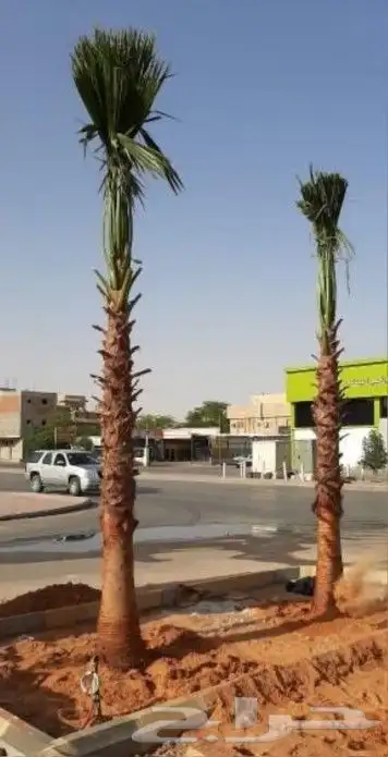 نخل واشنطن 8