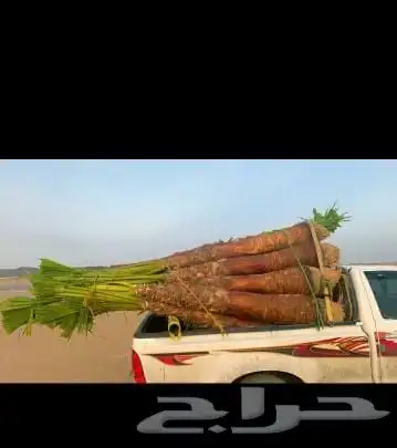 يوجد لدينا جميع انواع أنخيل عربي لتواصل 8