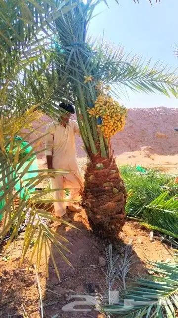 نخل للبيع نقايل فروخ فسايل نخيل صقعي مجدول سري منيفي حلوه غر 10