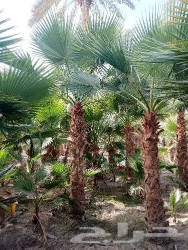 واشنطني زينه توريد وزراعه 30