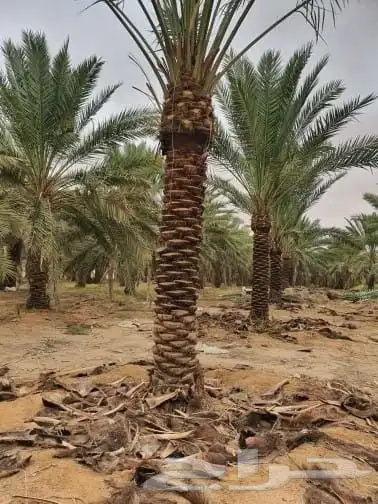 نخيل بجميع انواعها و شبوك 5