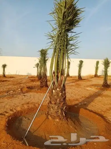 نخل للبيع نقايل فروخ فسايل نخيل صقعي مجدول سري منيفي حلوه غر 6