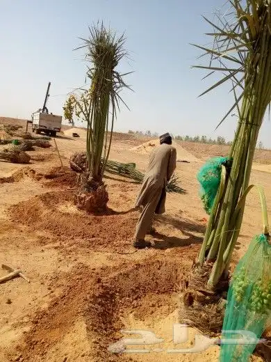 نخل للبيع نقايل فروخ فسايل نخيل صقعي مجدول سري منيفي حلوه غر 9