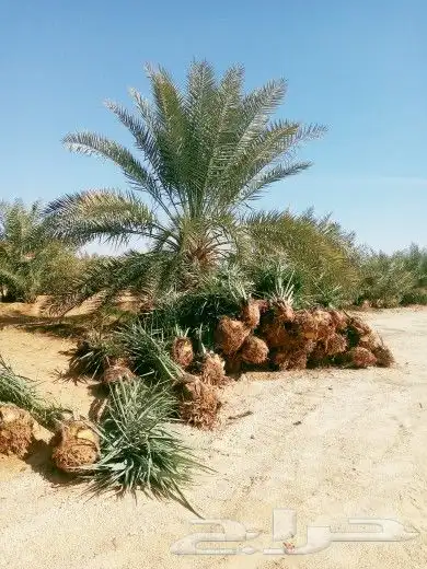 نخل للبيع نقايل فروخ فسايل نخيل صقعي مجدول سري منيفي حلوه غر 8