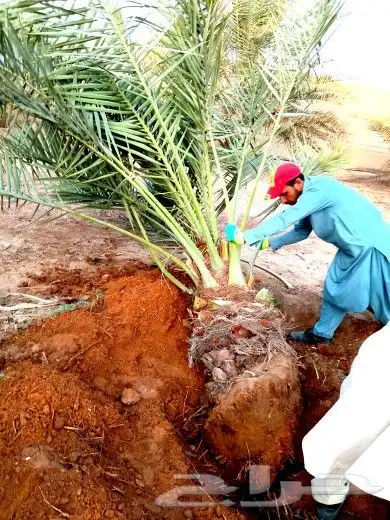 نخل صقعي مجدول فروخ نقايل نخيل اخلاص سكري برحي منيفي شيشي 8