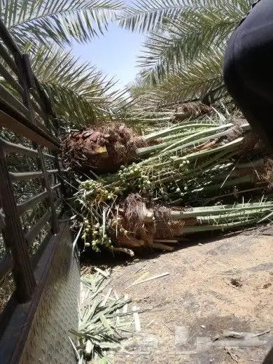 نخل صقعي مجدول فروخ نقايل نخيل اخلاص سكري برحي منيفي شيشي 3