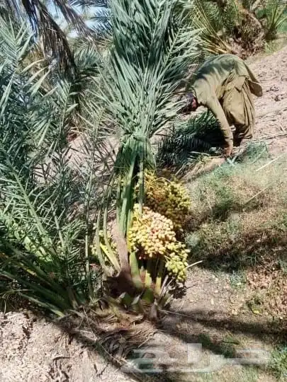 يوجد لدينا جميع انواع أنخيل عربي لتواصل 9