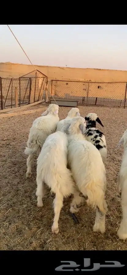 بهم حري 0