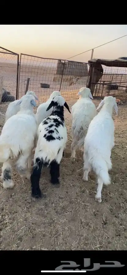 بهم حري 3