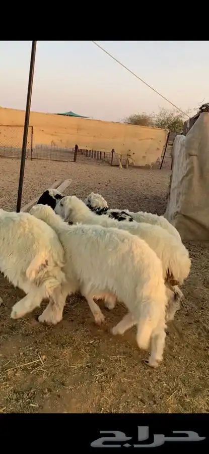 بهم حري 1