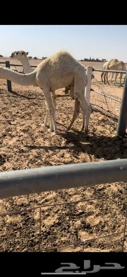 قعودين وبكره حق شعلا 1