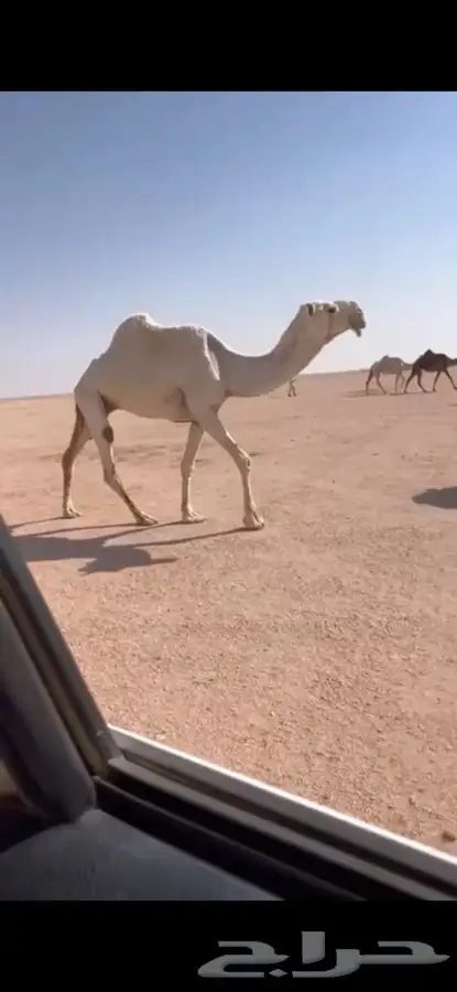 للبيع اعشرا عليانيه كفووو 0