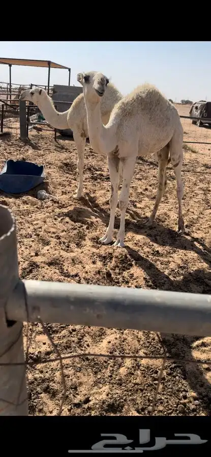 قعودين وبكره حق شعلا 0