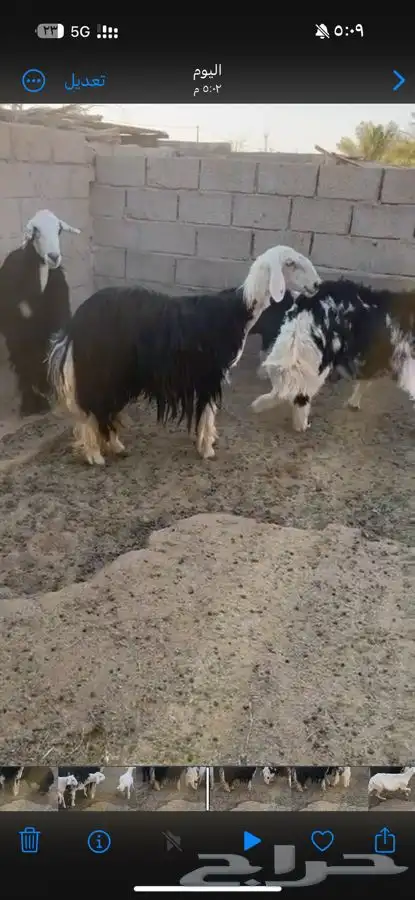للبيع خلفه نجديه 0