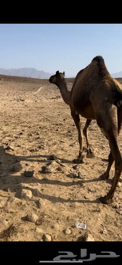 ناقه للبيع 1