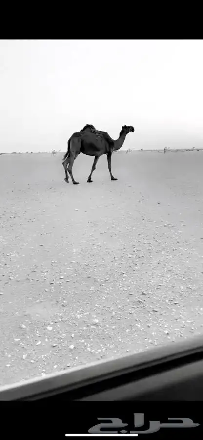 لقحه باقي عليها شهر 3