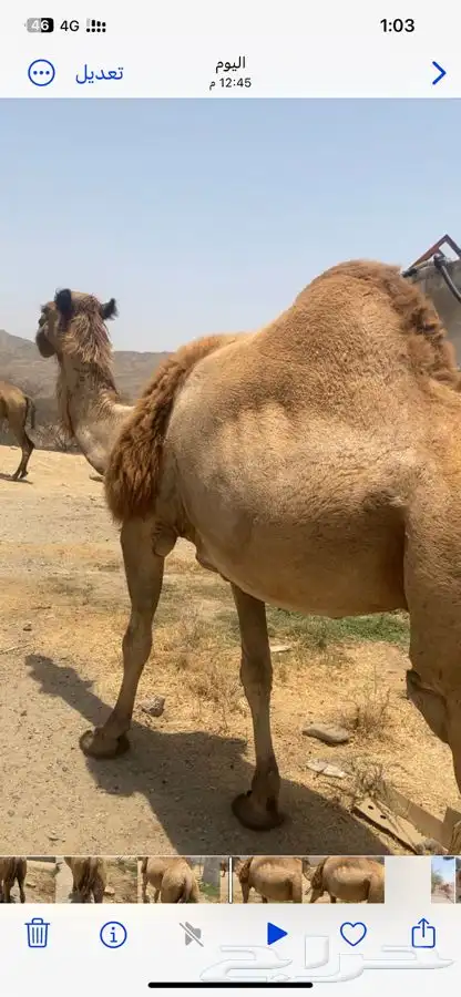 ناقه جنبه 1