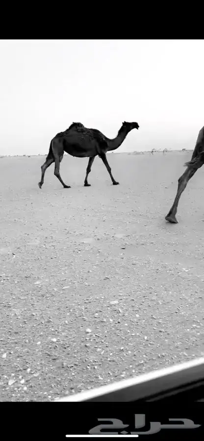 لقحه باقي عليها شهر 4