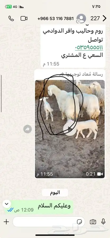 خلفات اشباب. طيبه 0