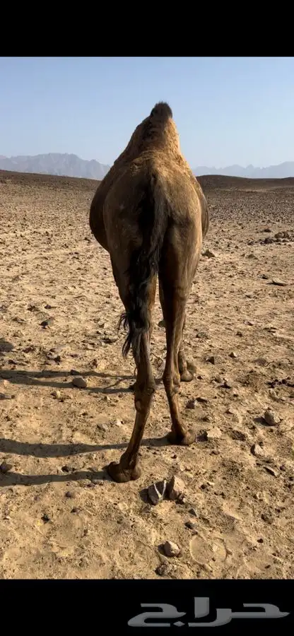 ناقه للبيع 0