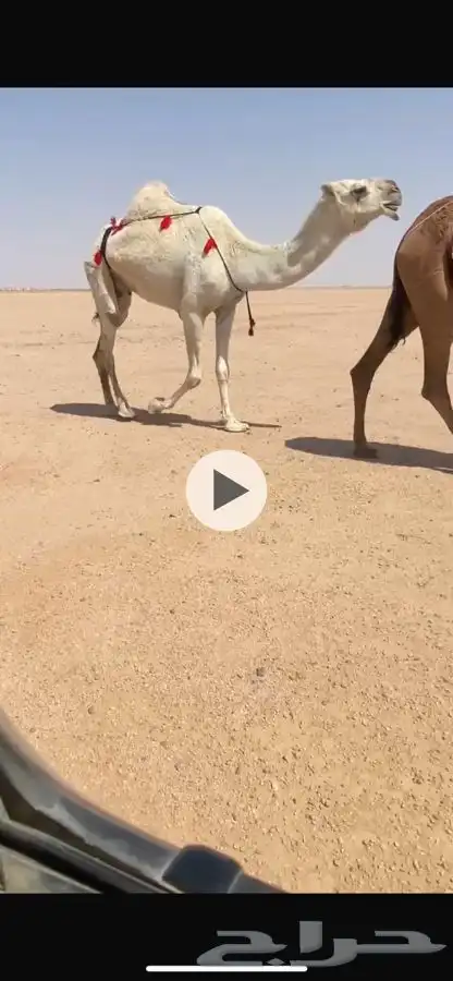 ضرايب 2 طيبات تو مسحبه اعيالها شروط 1