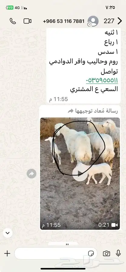 خلفات اشباب. طيبه 1