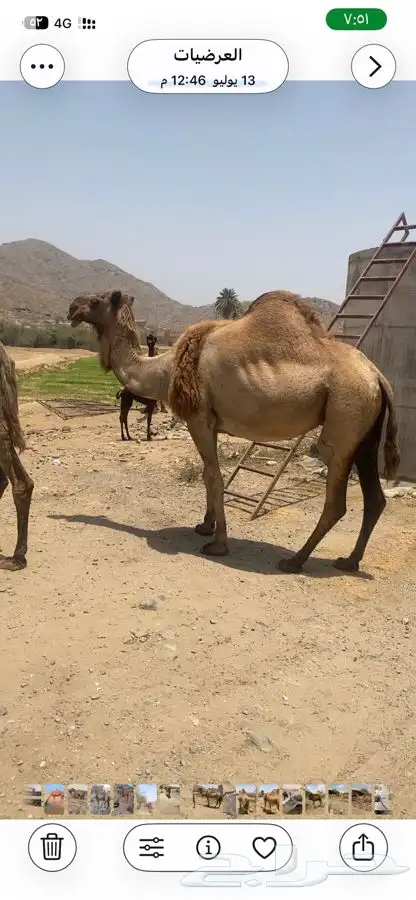 ناقه جنبه 0